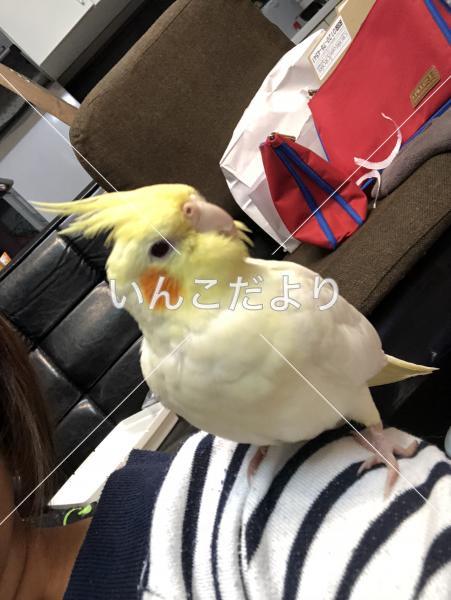 迷い鳥の写真
