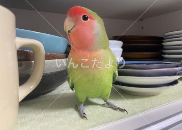 迷い鳥の写真