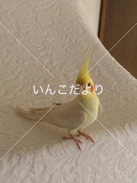 迷い鳥の写真