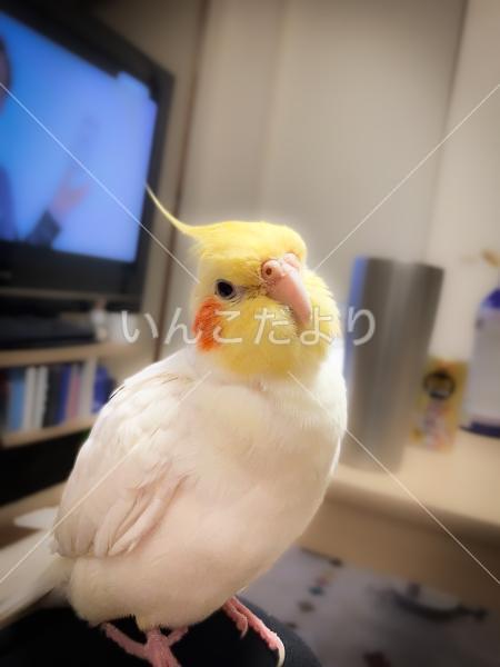 迷い鳥の写真