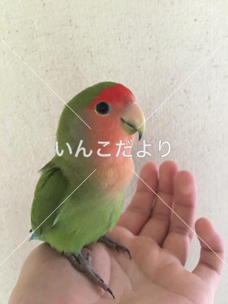 迷い鳥の写真