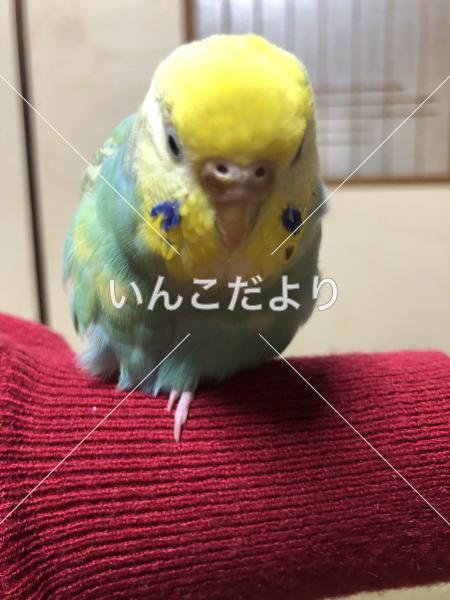迷い鳥の写真