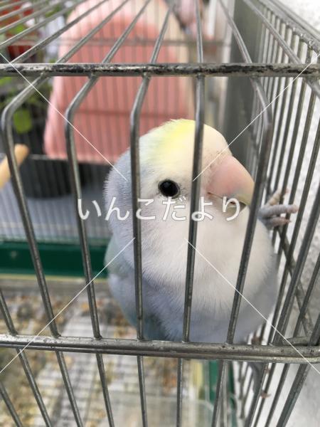迷い鳥の写真