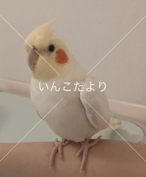 迷い鳥の写真