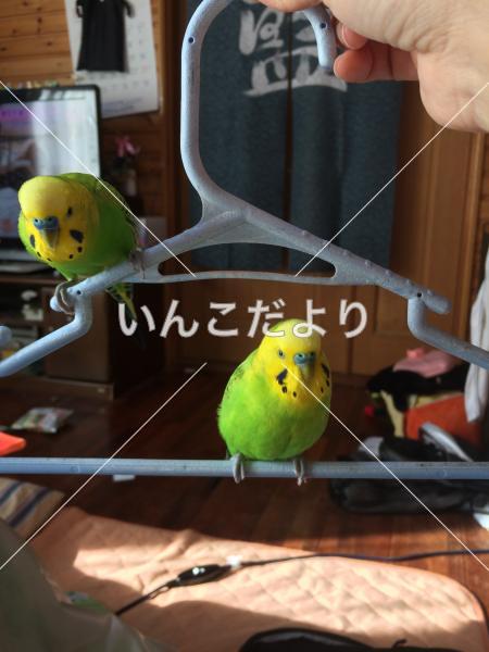 迷い鳥の写真