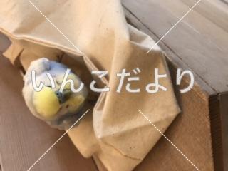保護鳥の写真
