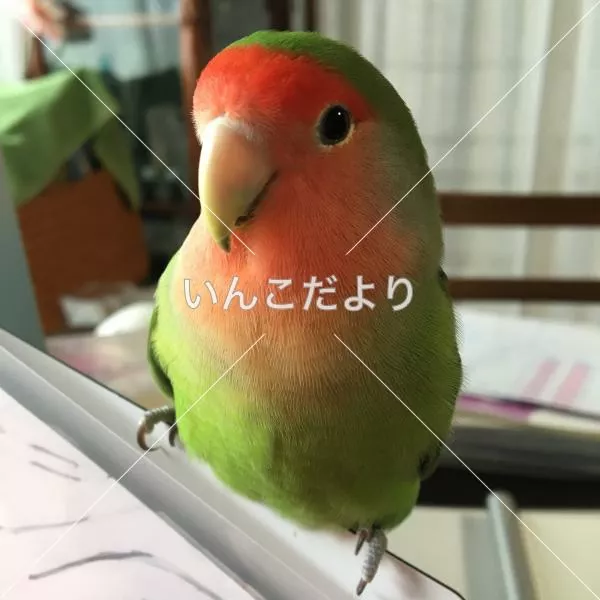 迷い鳥の写真