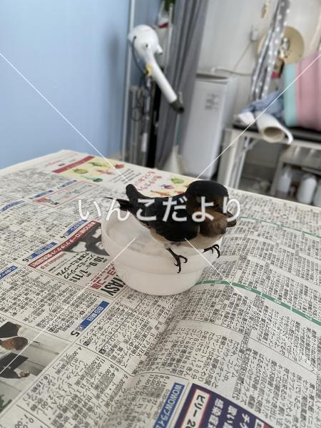 迷い鳥の写真