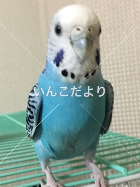 迷い鳥の写真