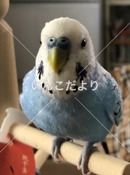 迷い鳥の写真