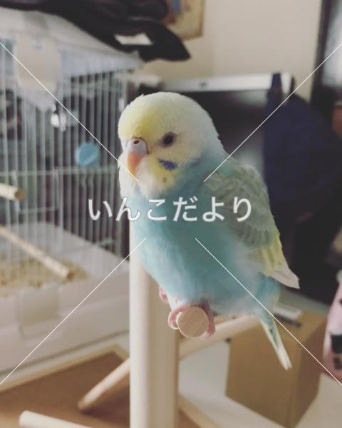 迷い鳥の写真