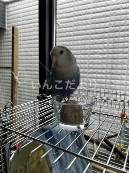 迷い鳥の写真