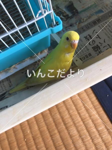 迷い鳥の写真