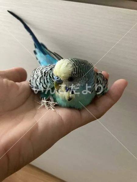 保護鳥の写真