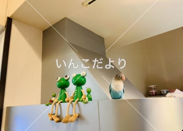 迷い鳥の写真