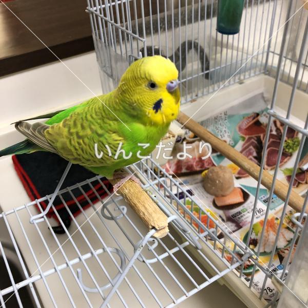 迷い鳥の写真