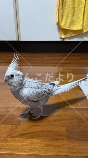 迷い鳥の写真