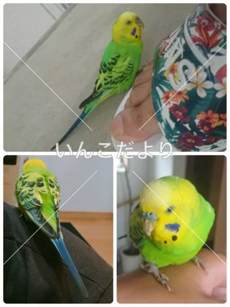 保護鳥の写真