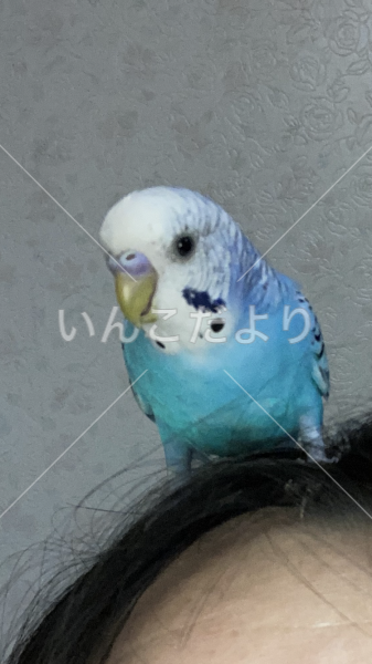 迷い鳥の写真