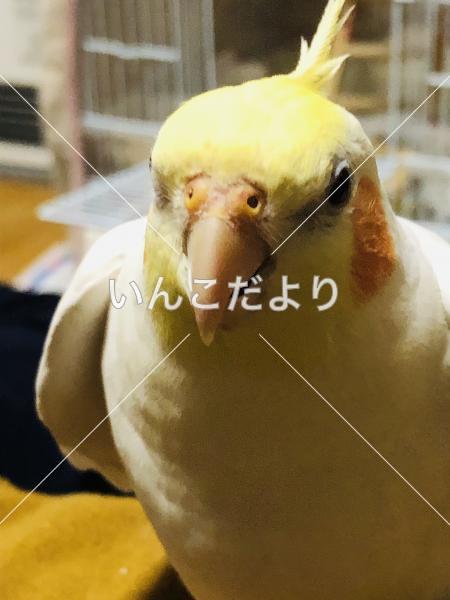 迷い鳥の写真