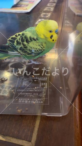 保護鳥の写真