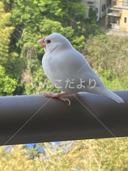 迷い鳥の写真