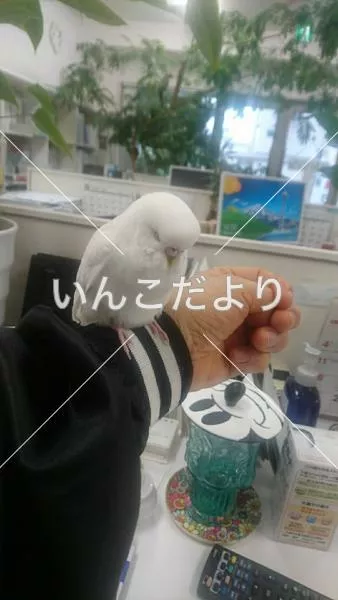 保護鳥の写真
