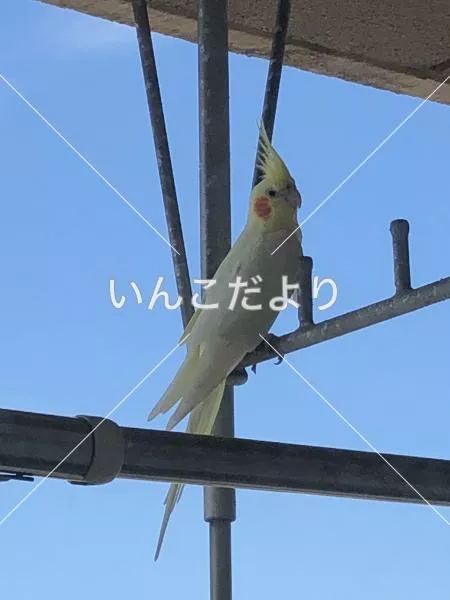 保護鳥の写真