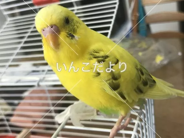 保護鳥の写真