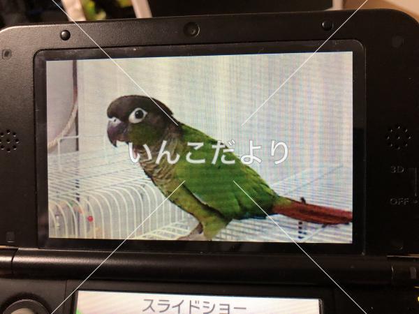 迷い鳥の写真