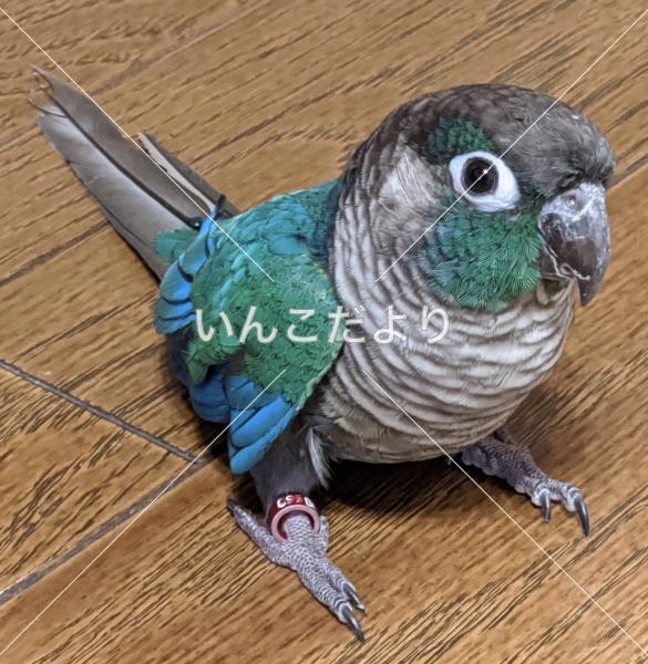 迷い鳥の写真