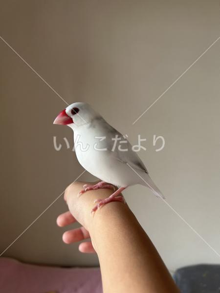 迷い鳥の写真