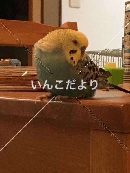 迷い鳥の写真