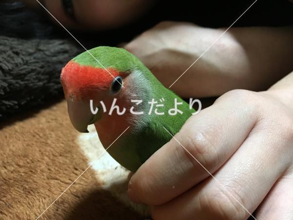 迷い鳥の写真
