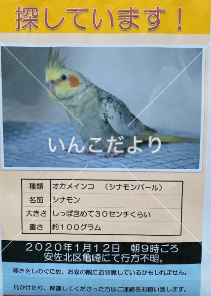 迷い鳥の写真