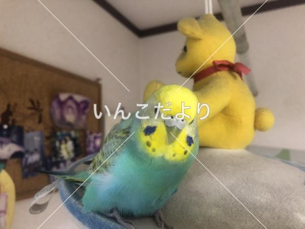 迷い鳥の写真