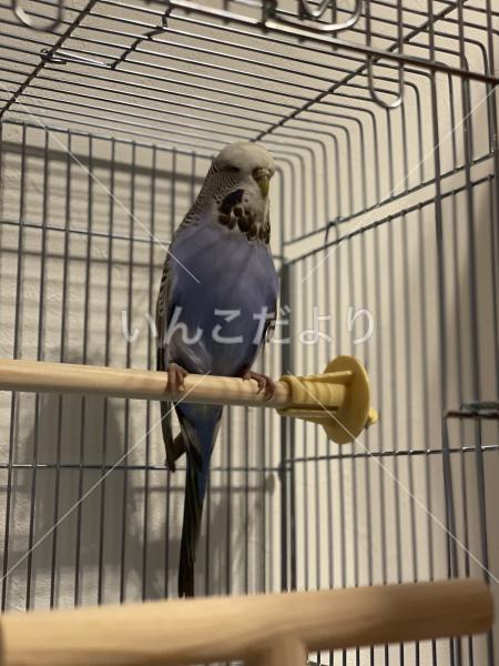 保護鳥の写真