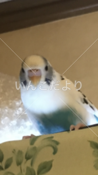 迷い鳥の写真