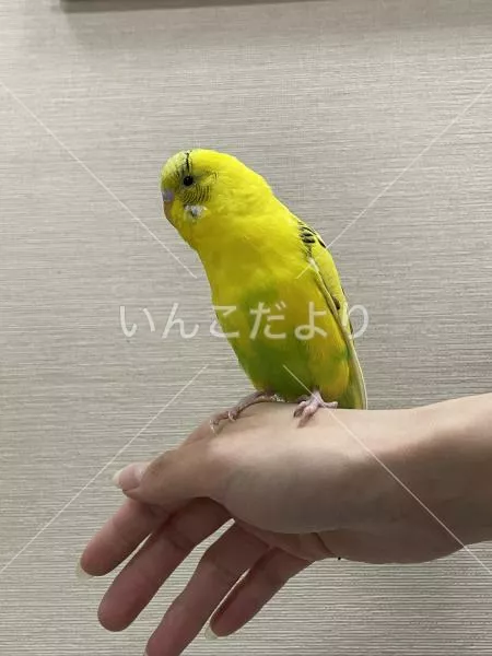 保護鳥の写真