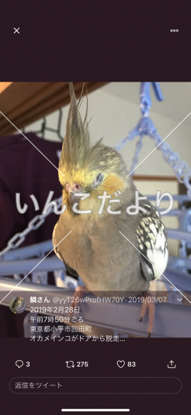 迷い鳥の写真