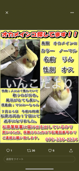 迷い鳥の写真