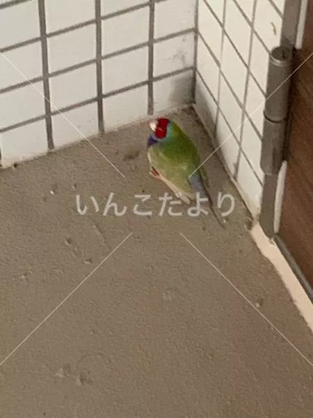 保護鳥の写真