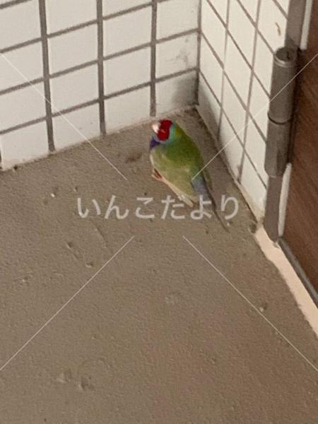 保護鳥の写真