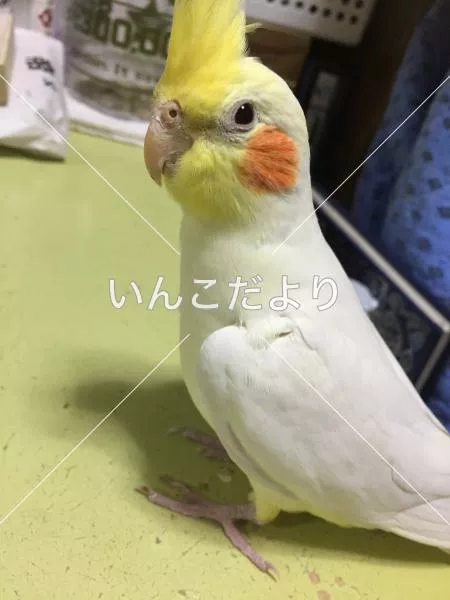 保護鳥の写真