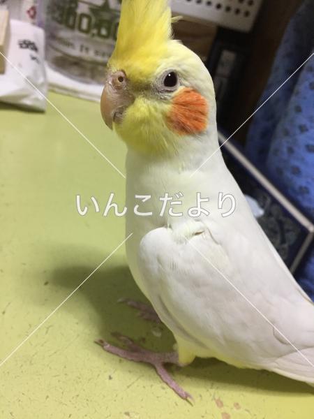保護鳥の写真