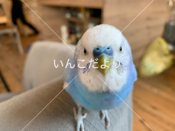保護鳥の写真