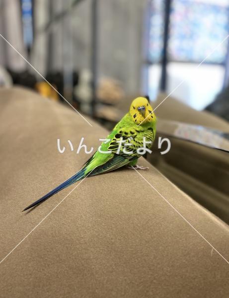 保護鳥の写真