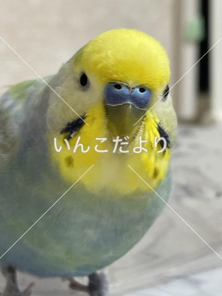 迷い鳥の写真