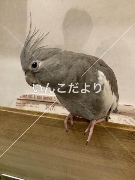 迷い鳥の写真