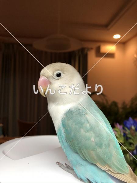 迷い鳥の写真